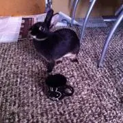くまねこの画像
