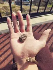 Lucaの画像
