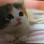 ちびい太ねこ