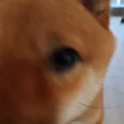 みおの画像