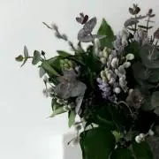 ピーコの画像