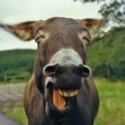 美品・希少】ワンティグリス バックウッズ TC版 テント｜使用1回のみ