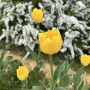 もちもちの画像