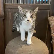 あだの画像