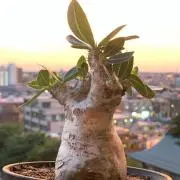 あやすの画像