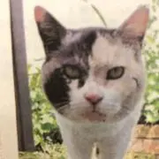 ピースケの画像
