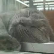 くうたろー★スイカ終了しました。