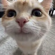 Emaの画像