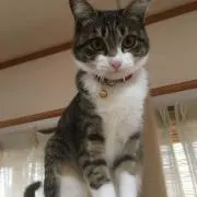 よっしー123