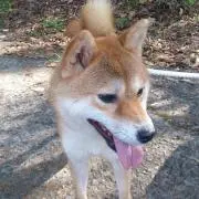 ハナちゃんの画像