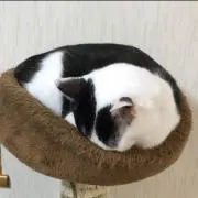 ももたの画像