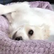 Gyuanの画像