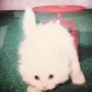 mint-catの画像