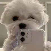 さかなの画像