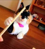 かわいいねこ＊.⁠*♡ひろ♡の画像