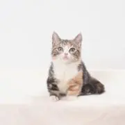 おにゃんの画像