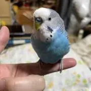 しすせの画像