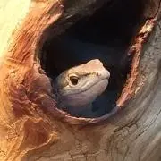 はちみつの画像