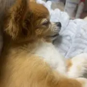 sの画像