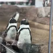 だい