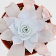 Banyantree・バニヤンツリーの画像