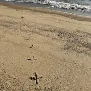 オリーブの画像