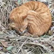 ちろさんの画像