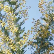 とむとむの画像