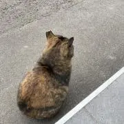 yamaの画像