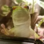ぺったんの画像