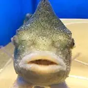 ポコポコマックス