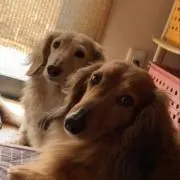 せん