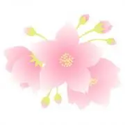Cherryの画像