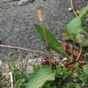 まさまさ