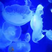 てーるの画像