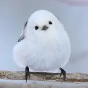 るみの画像