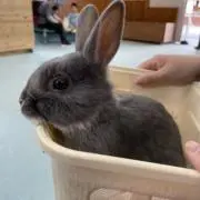おしゅちゃんの画像