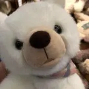 きんこの画像