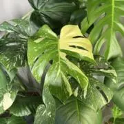 ふわまる 値引き⭕️【プロフ必読】の画像