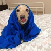 マユミ