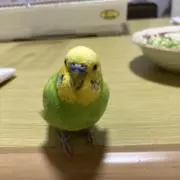 トモの画像