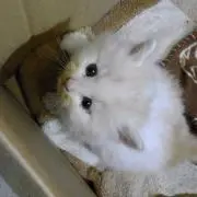 しゃの画像