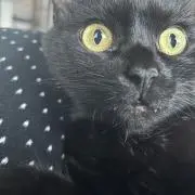 うにの画像