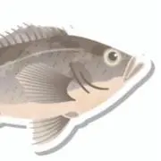 めばるの画像