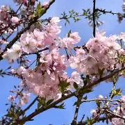 さくらうさぎ　※プロフ確認願います※の画像