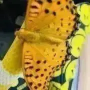 スーパー楽天の画像