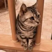 きゃめの画像