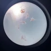 kirariの画像