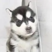 muの画像