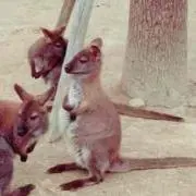 kk